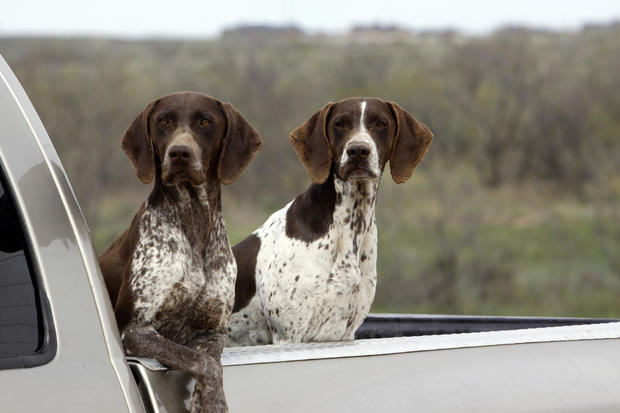 German Shorthaired Pointers Hunting Bird Dogs in Pick-Up Truck 