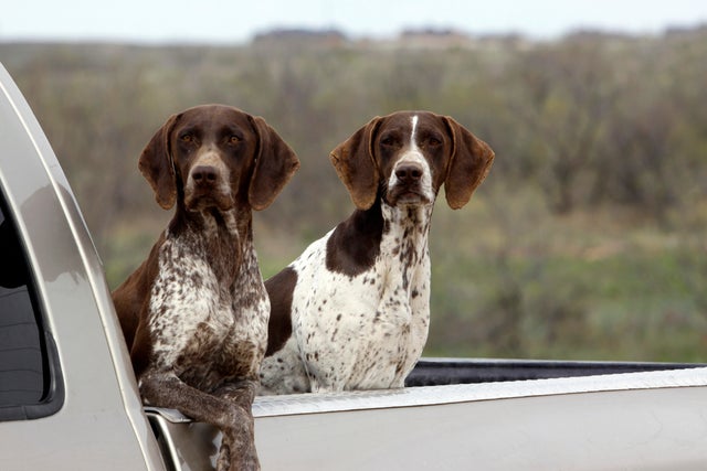German Shorthaired Pointers Hunting Bird Dogs in Pick-Up Truck 