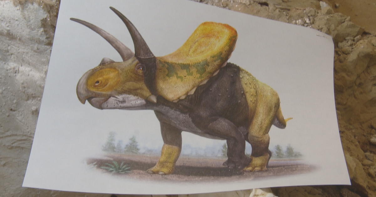 Surprise Paleontologist Says Thornton Triceratops Is Not Actually A 