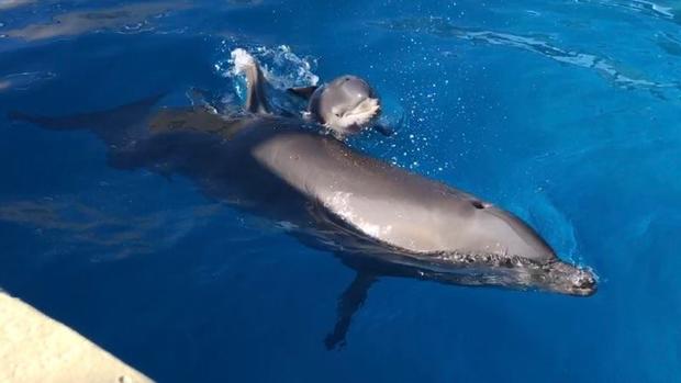 Seaquarium_Dolphin-Calf 