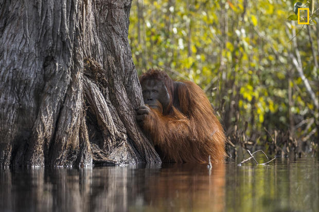 Face to face in a river in Borneo 