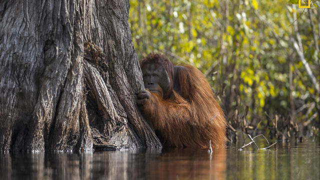 Face to face in a river in Borneo 