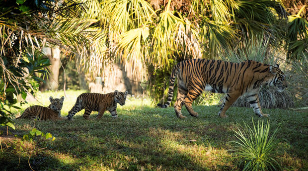 Critically Endangered Sumatran Tiger Cubs Arrive at Maharajah Jungle Trek 