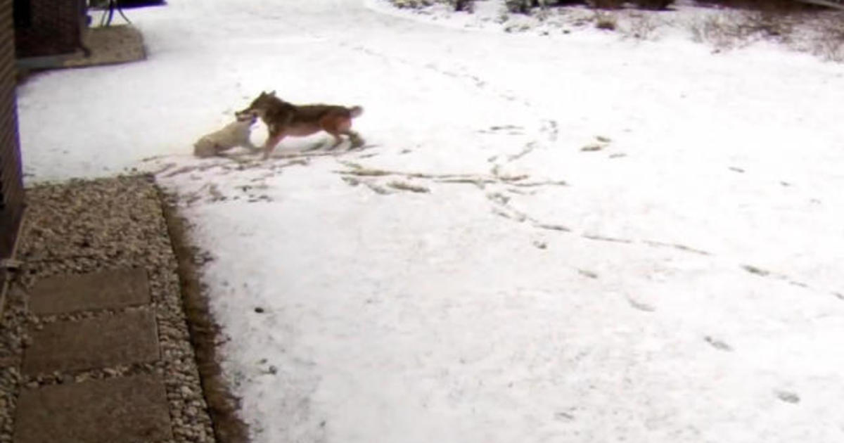 Coyote attacks family's dog in Illinois - CBS News