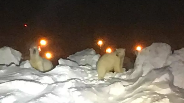 polarbears.png 