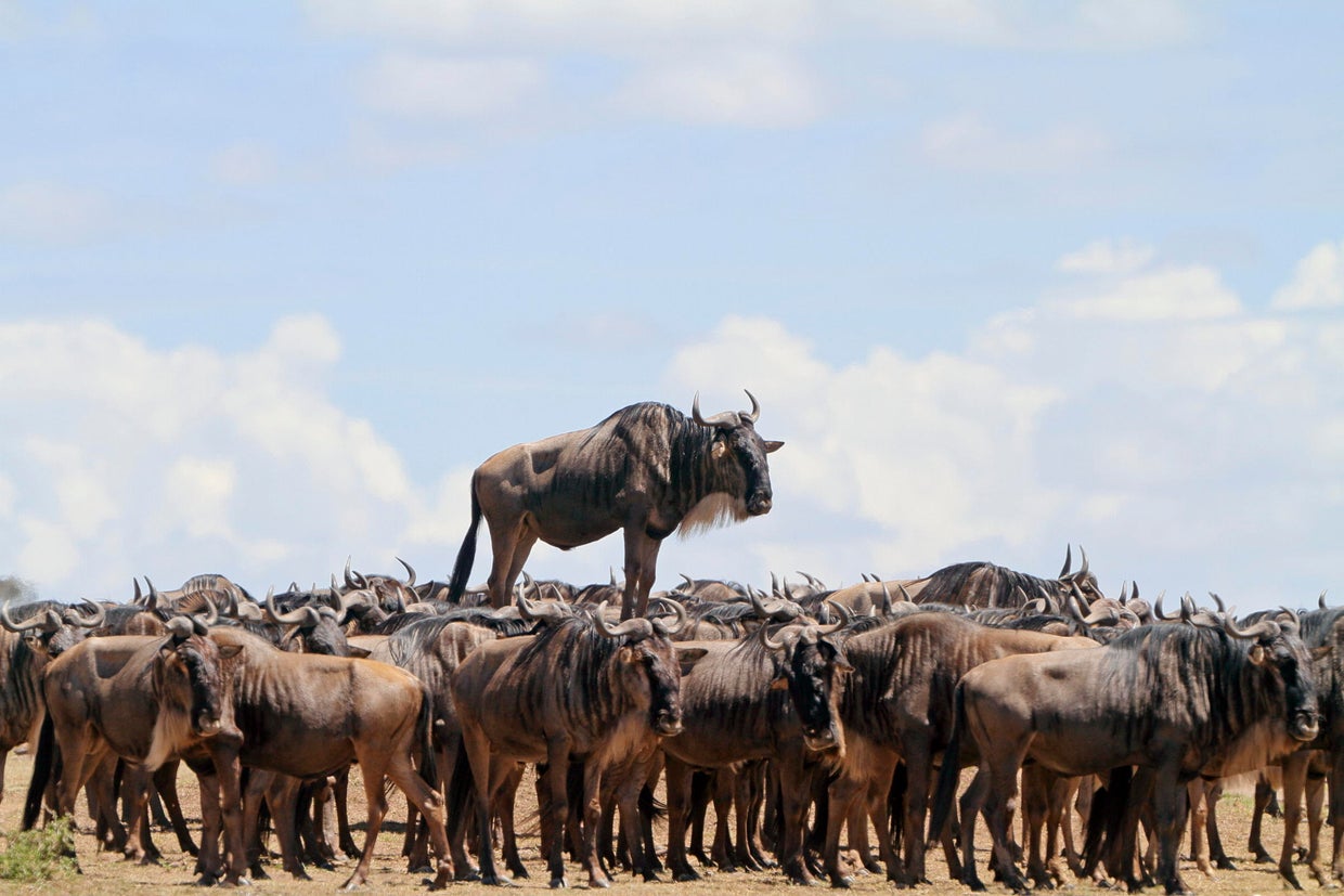 jean-jacques-alcalay-animal-encounters-00003230.jpg 