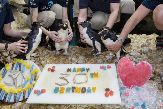 penguin's 30th birthday party, 12.14.17 