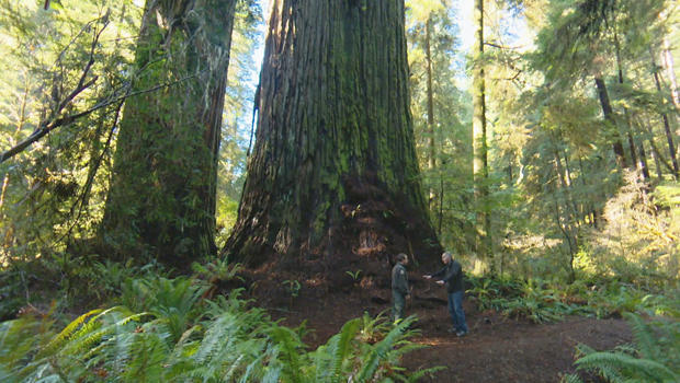 redwoods-forest-ecologist-lathrop-leonard-john-blackstone-620.jpg 