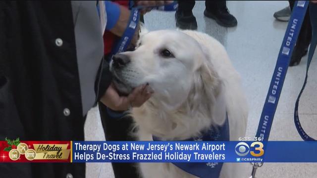 therapy-dogs-at-newark-airport.jpg 