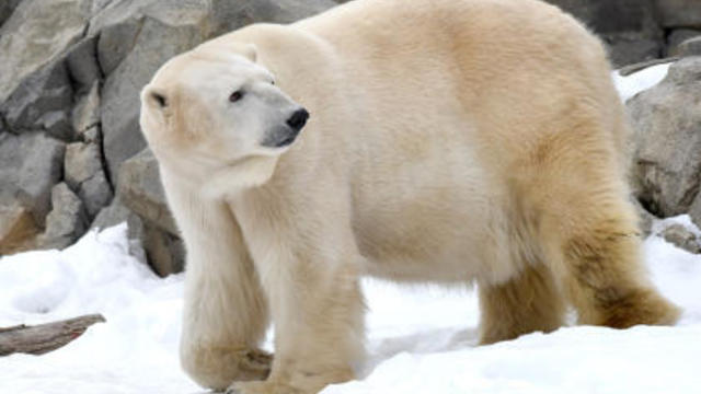 aussie-polar-bear-dies-2017-12-22.jpg 