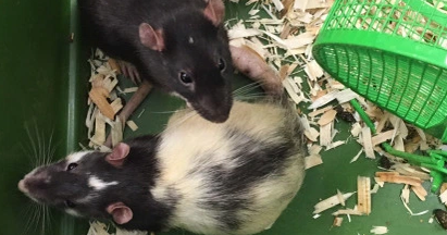Investigation after 77 domesticated rats found abandoned in Colorado ...