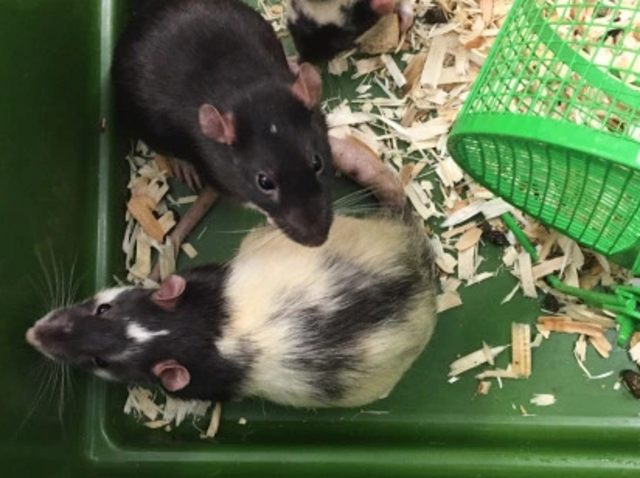 Investigation after 77 domesticated rats found abandoned in