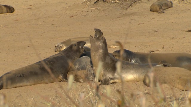 blackstone-elephant-seals-weicher-pkg2.jpg 