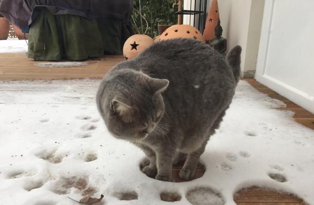snow-cat.jpg 