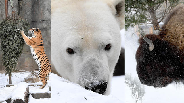 animals-in-the-snow-thumb.jpg 