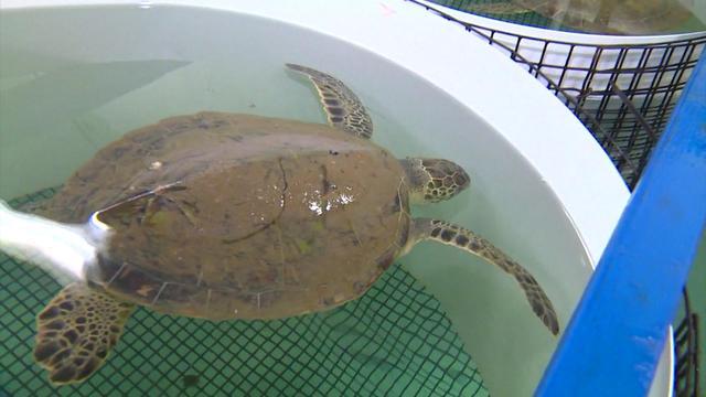 sea-turtle-1475943-640x360.jpg 
