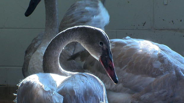 Trumpeter swans at the Wildlife Rehabilitation Center of Minnesota 