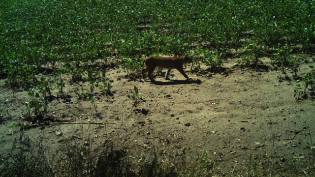 bobcat-photographed-in-jackson-county.jpg 