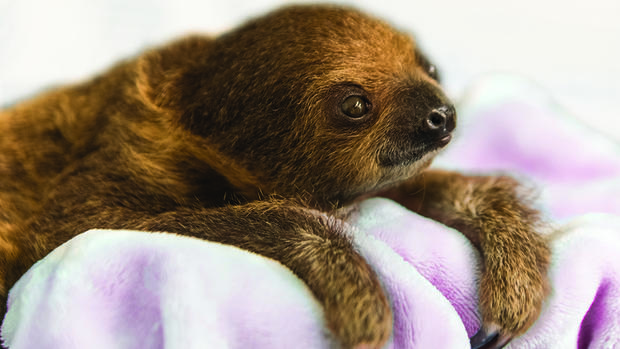 national-aviary-baby-sloth-2 