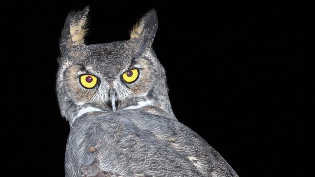 Two young Great Horned Owls (Bubo virgin 