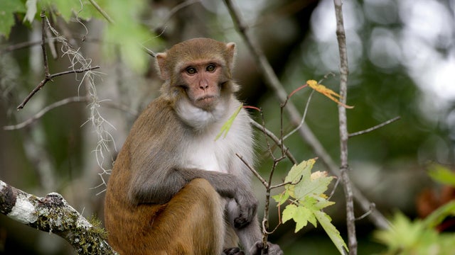 Florida Wild Monkeys Virus 