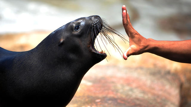 Sea lions are attacking swimmers in the San Francisco Bay