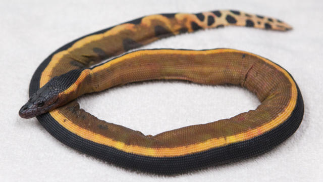 180110-yellow-bellied-snake-0773.jpg 