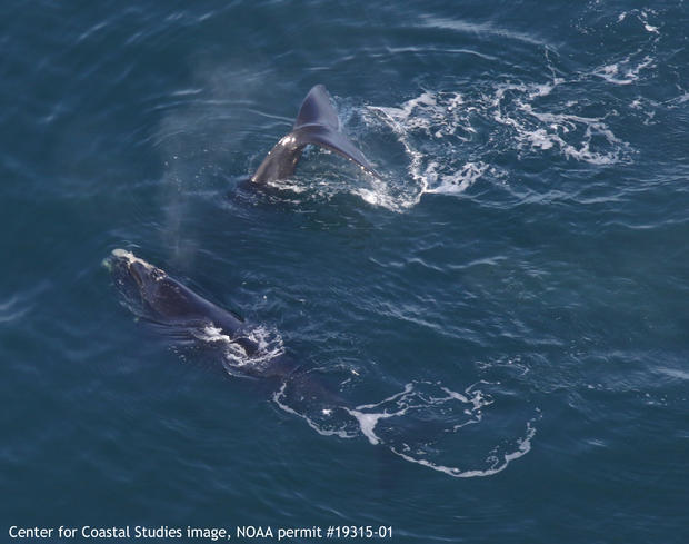 Right whales 3401 (Tux) and 1706 - CCS image NOAA permit 19315-1 