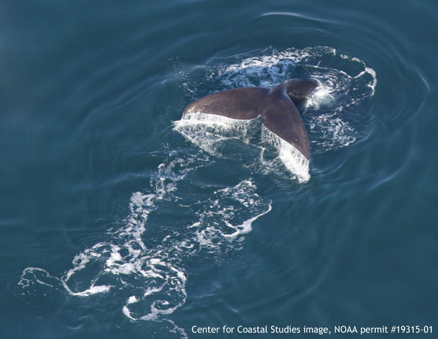 Right whale flukes - CCS image NOAA permit 19315-1 