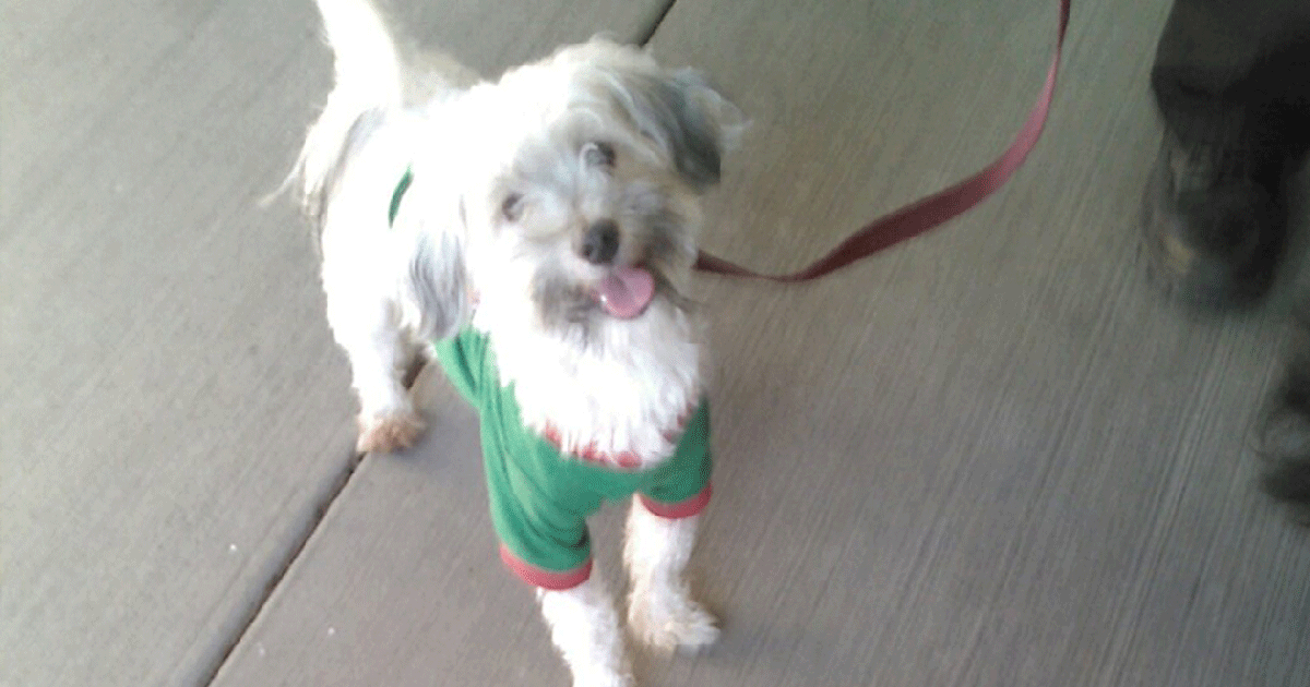 California couple accused of starving, torturing 13 siblings had