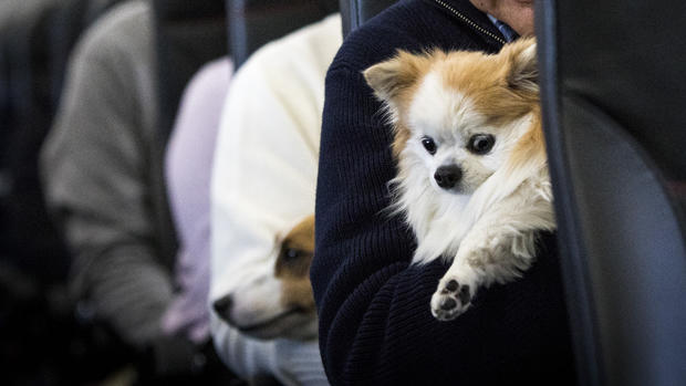 Dogs and their owners allowed to sit together on flight 