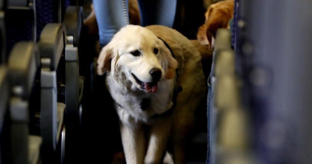 New airline regulations on service dogs CBS News