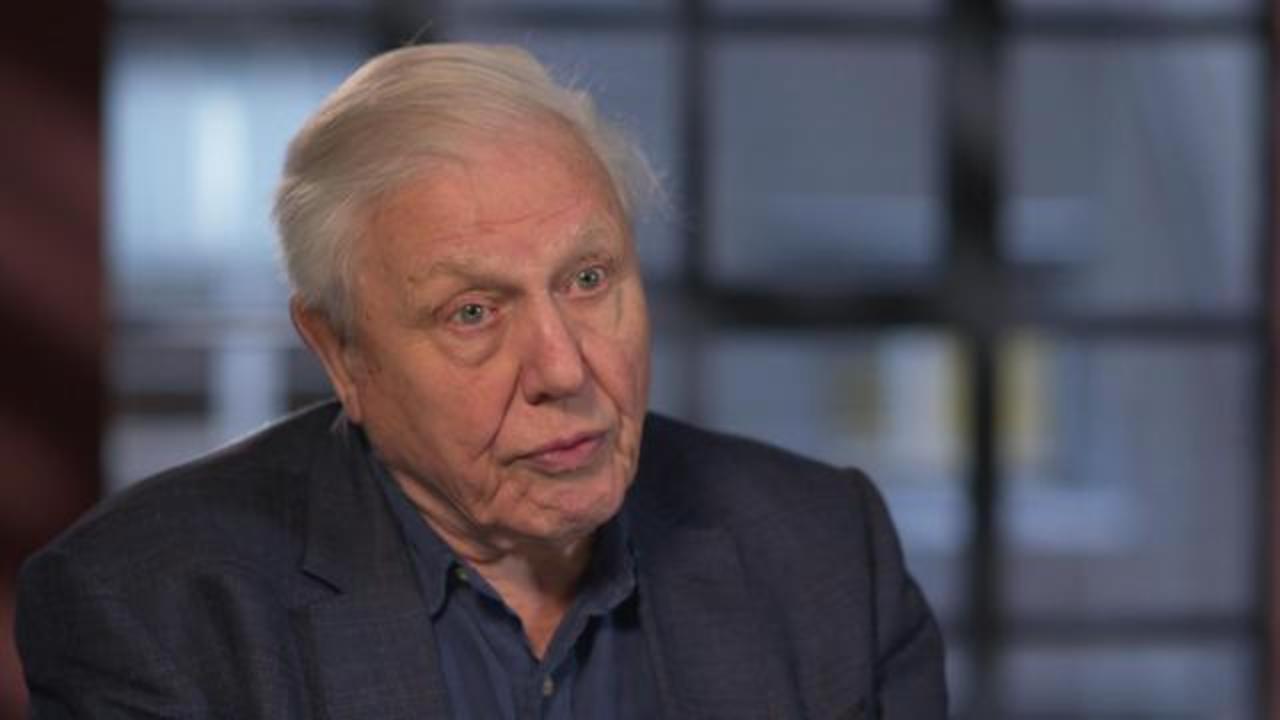 Sir David Attenborough, the voice of Nature - CBS News