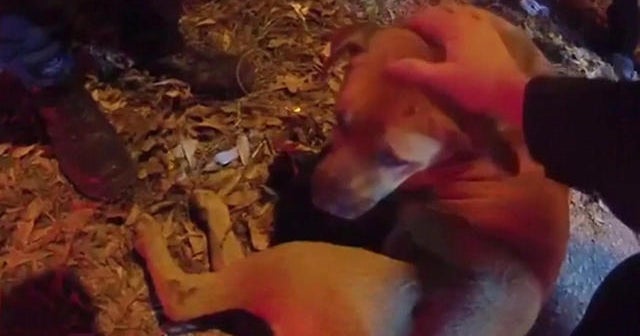 Video shows dog rescued from Atlanta apartment fire - CBS News