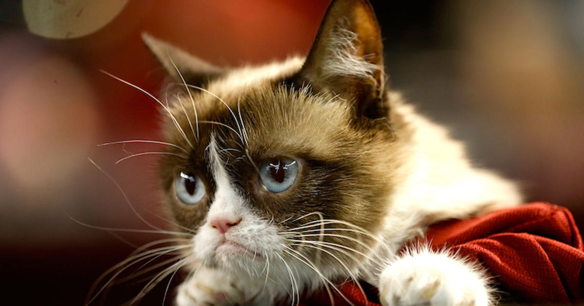 Grumpy Cat Brings Grumpy Lawsuit Over Infringement of Intellectual Property  – The Hollywood Reporter