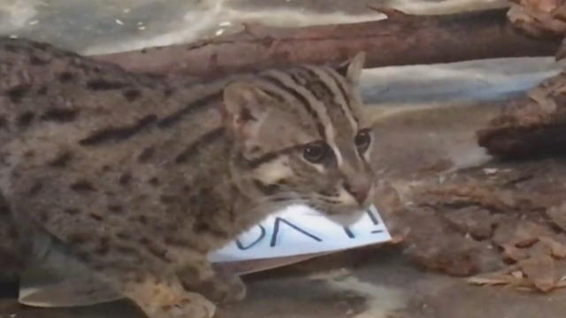 Denver Zoo welcomes a baby fishing cat to the world and its baby