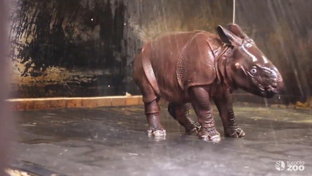 Rhino Bath Thumb 