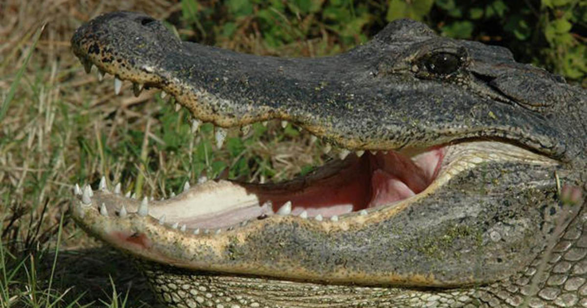 Chomping at Bits: Florida baseball blanks North Florida - Alligator Army