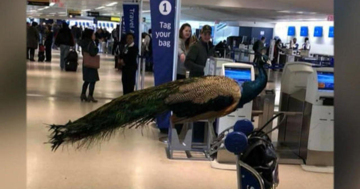 Woman Denied Emotional Support Peacock On United Flight Cbs News 5932