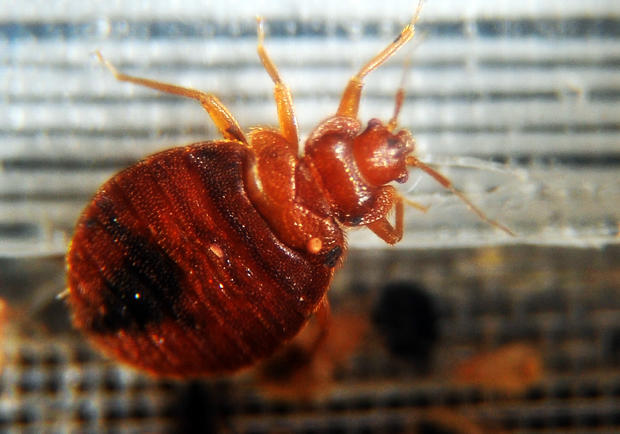 Bed bugs crawl around in a container on 