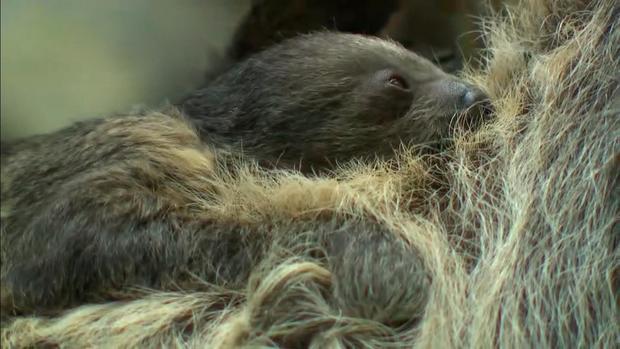 Baby Sloth Born At Denver Zoo 