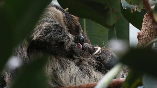 sloth_baby_with_mom1.jpg 