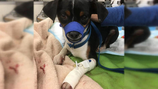 Injured dog 