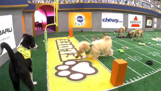 puppy-bowl-touchdown-620.jpg 