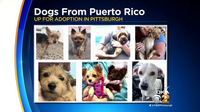 fur-kid-puerto-rico-dogs.jpg 