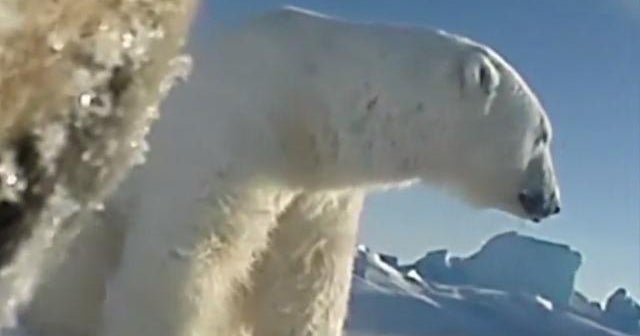Polar bears struggle as Arctic ice melts CBS News