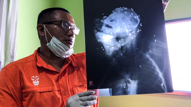 Indonesia Orangutan Killing 