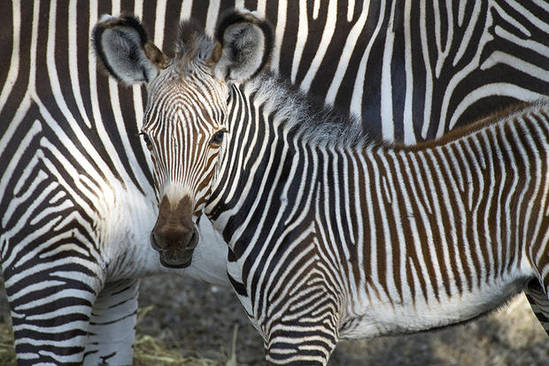 Baby Zebras 