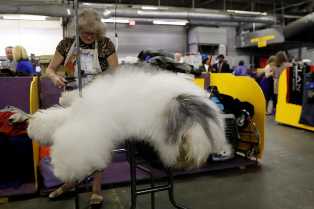 Rembrandt, an Old English Sheepdog breed, is groomed in the benching area on Day One of competition at the Westminster Kennel Club 142nd Annual Dog Show in New York 