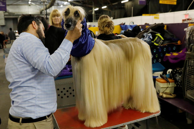Leo, an Afghan hound breed, is groomed in the benching area on Day One of competition at the Westminster Kennel Club 142nd Annual Dog Show in New York 